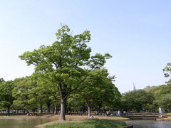 代々木ロイヤルマンション