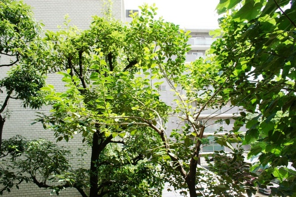 スカイプラザ赤坂202号室 (82).jpg
