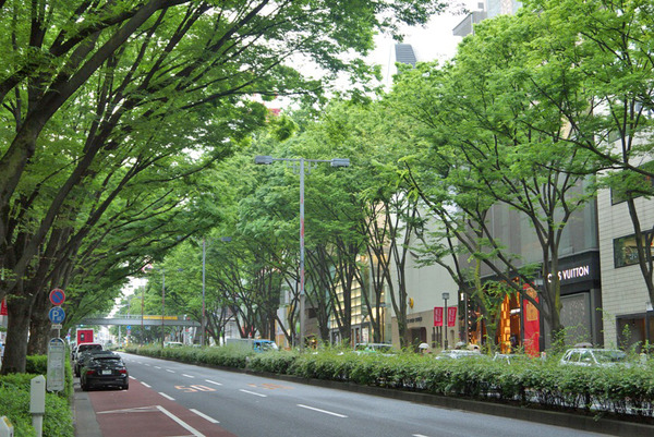 表参道けやき (1).jpg