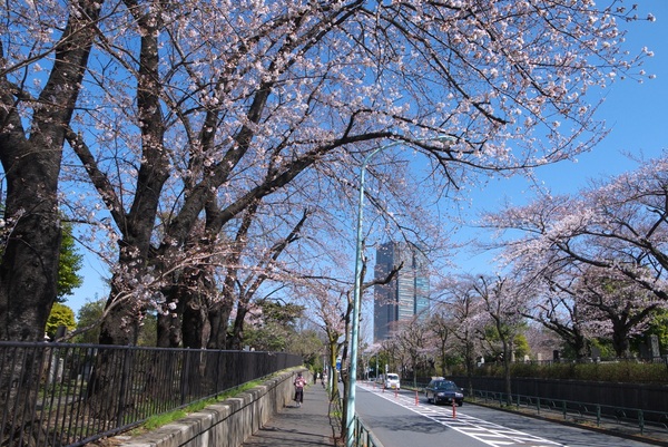 青山陸橋・墓地.jpg