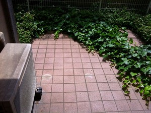 IMG_2359.jpg