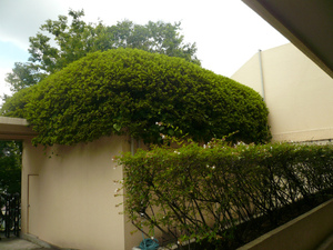 P1090381.jpg