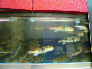 P1110418.jpg