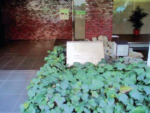 南青山アパートメンツ