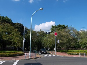 青山霊園中央通り
